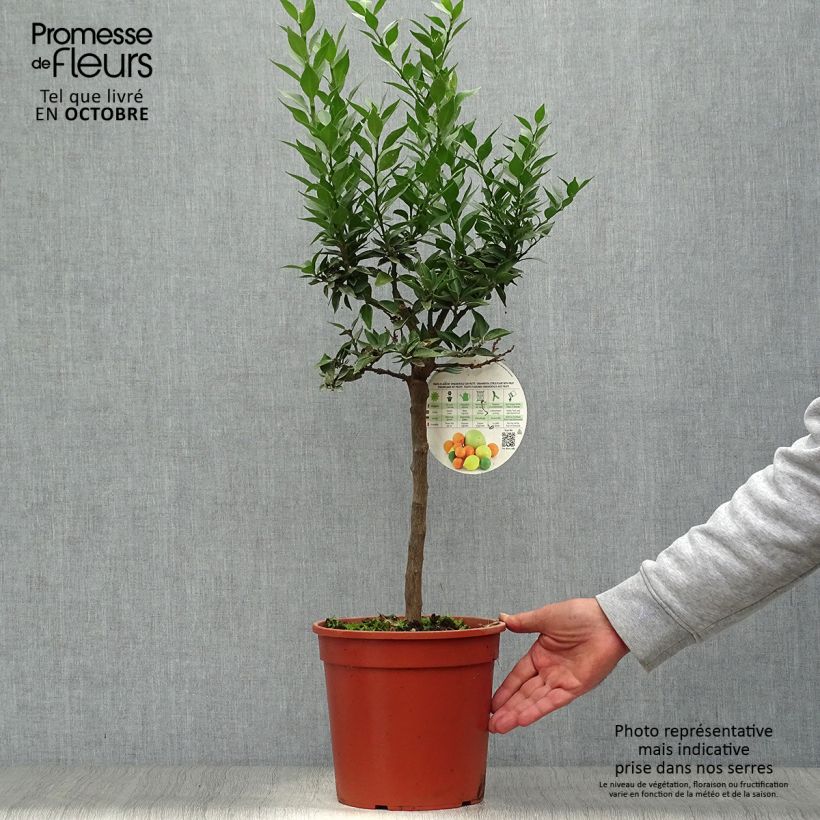 Spécimen de Mandarinier Chinois - Citrus myrtifolia Pot de 4L/5L, 1/4 de tige tel que livré en automne
