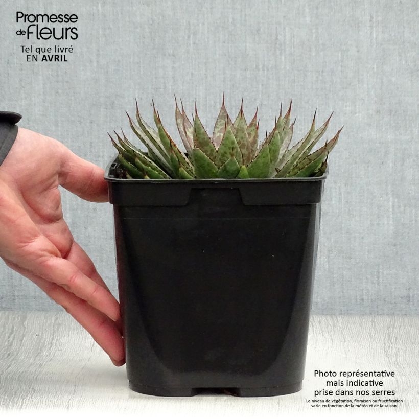 Example of Mangave Bloodspot Pot de 3L/4L as you get in printemps