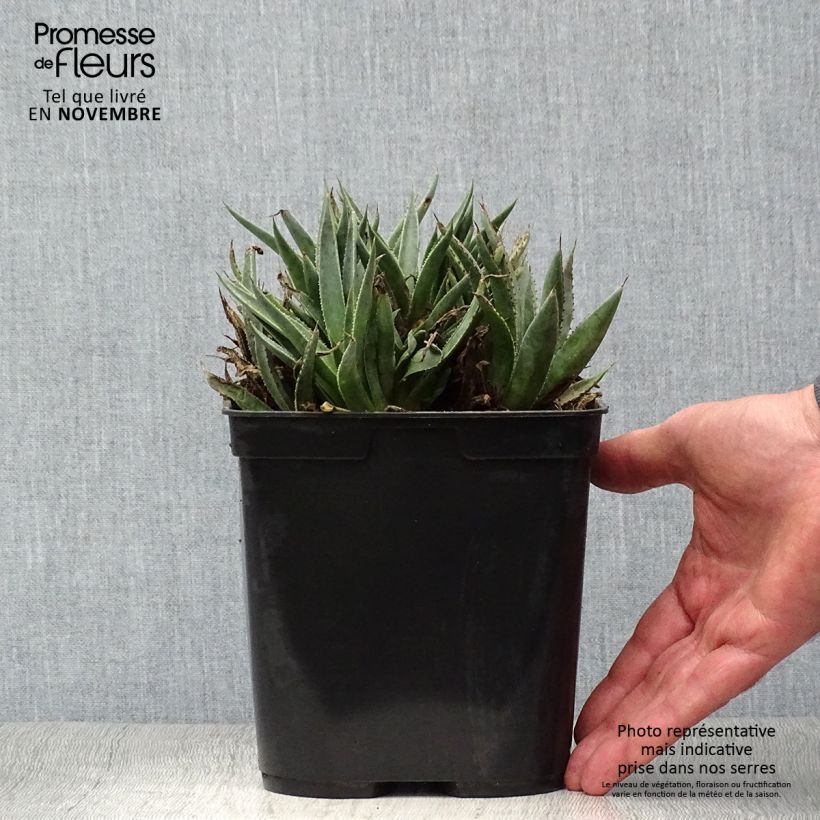 Spécimen de Mangave Bloodspot Pot de 3L/4L tel que livré en automne