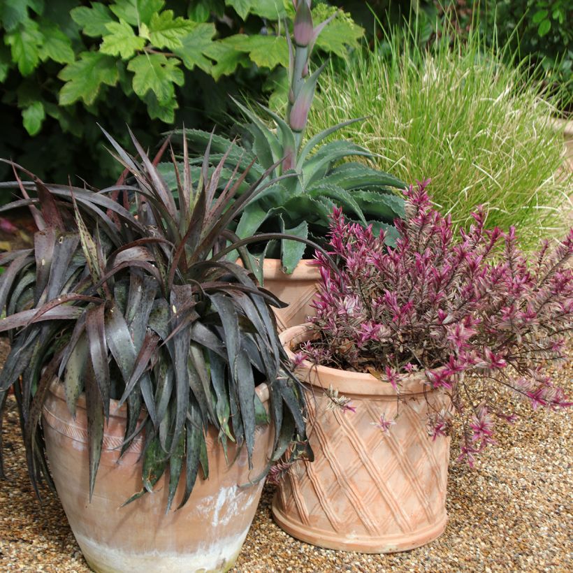 Mangave Mangavé Inkblot (Plant habit)