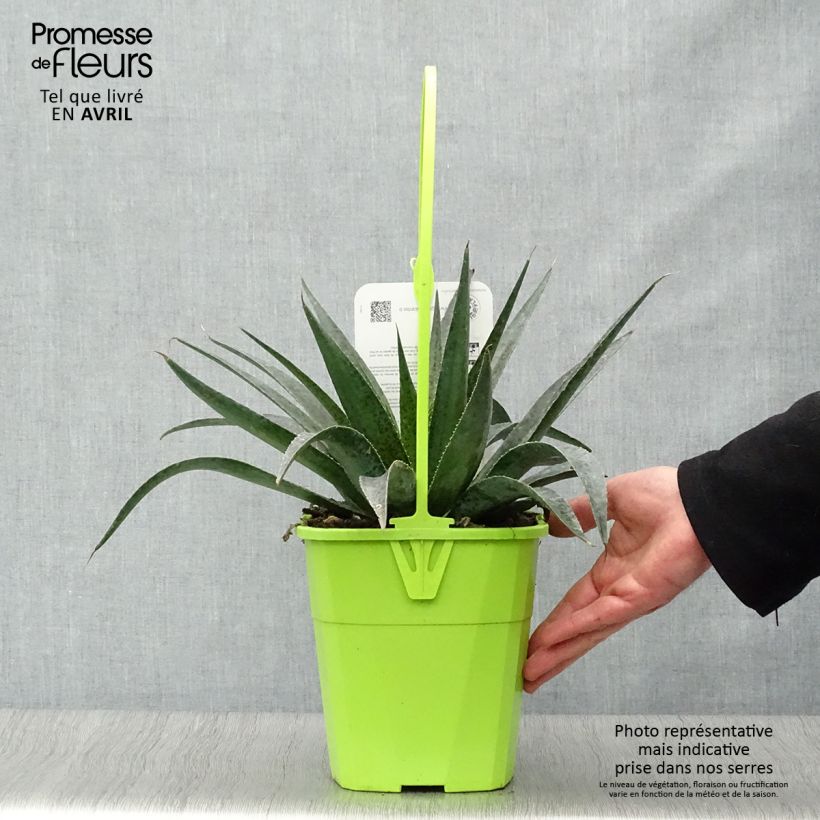 Example of Mangave Mangavé Inkblot Pot de 3L/4L as you get in printemps