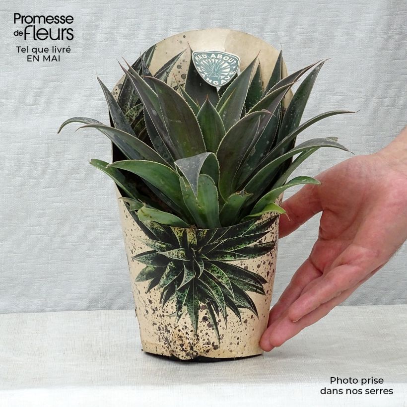 Spécimen de Mangave Mangavé Lavender Lady Pot de 1L/1,5L tel que livré au printemps