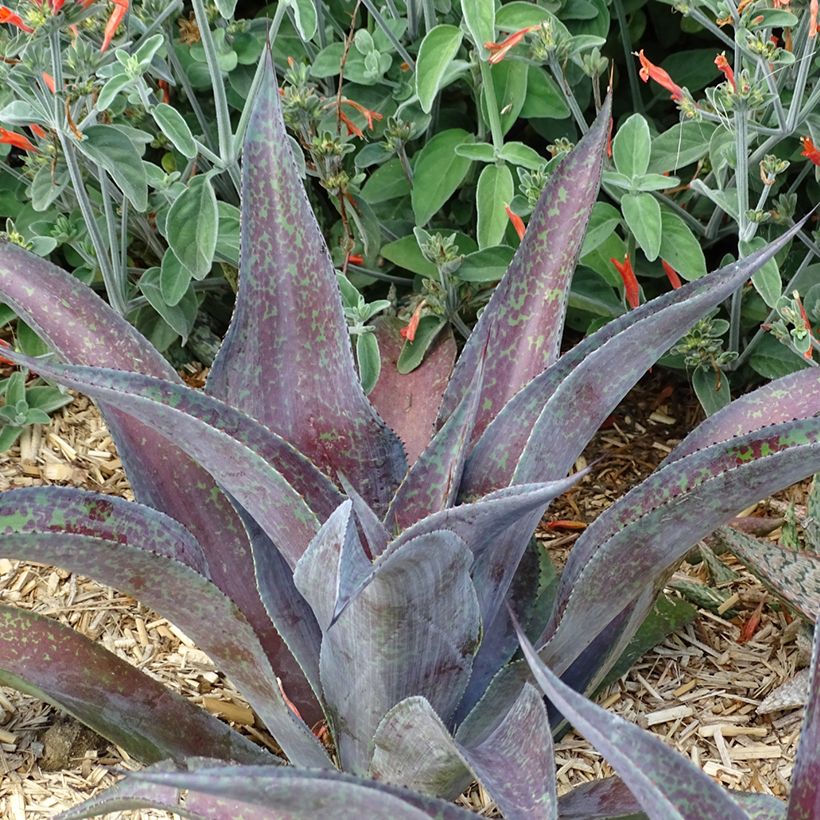 Mangave Mangavé Mission to Mars (Port)