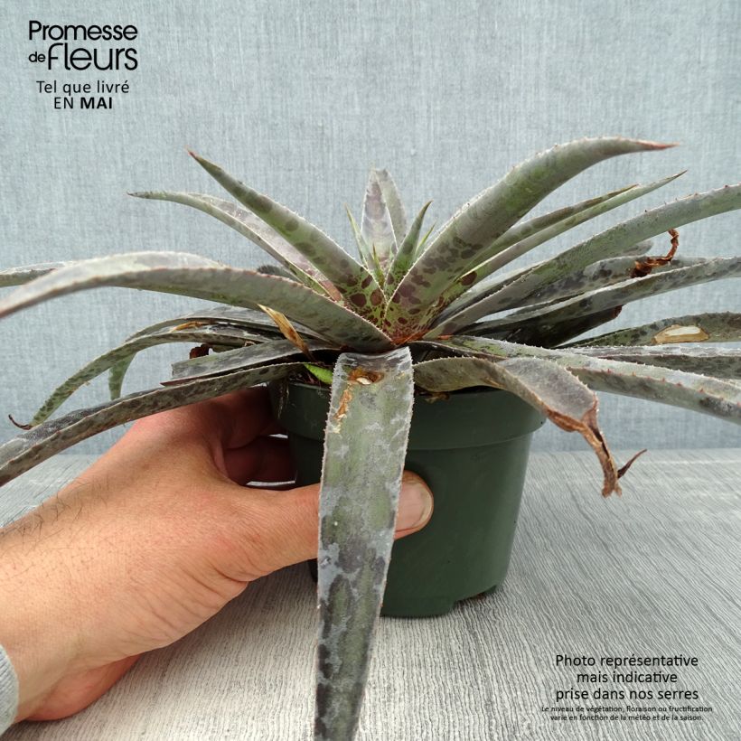 Example of Mangave Mangavé Moonglow Pot de 1L/1,5L as you get in printemps