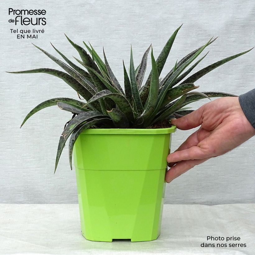 Example of Mangave Mangavé Moonglow Pot de 3L/4L as you get in printemps