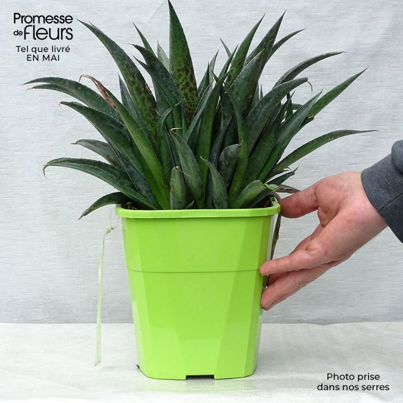 Example of Mangave Mangavé Pineapple Express Pot de 3L/4L as you get in printemps