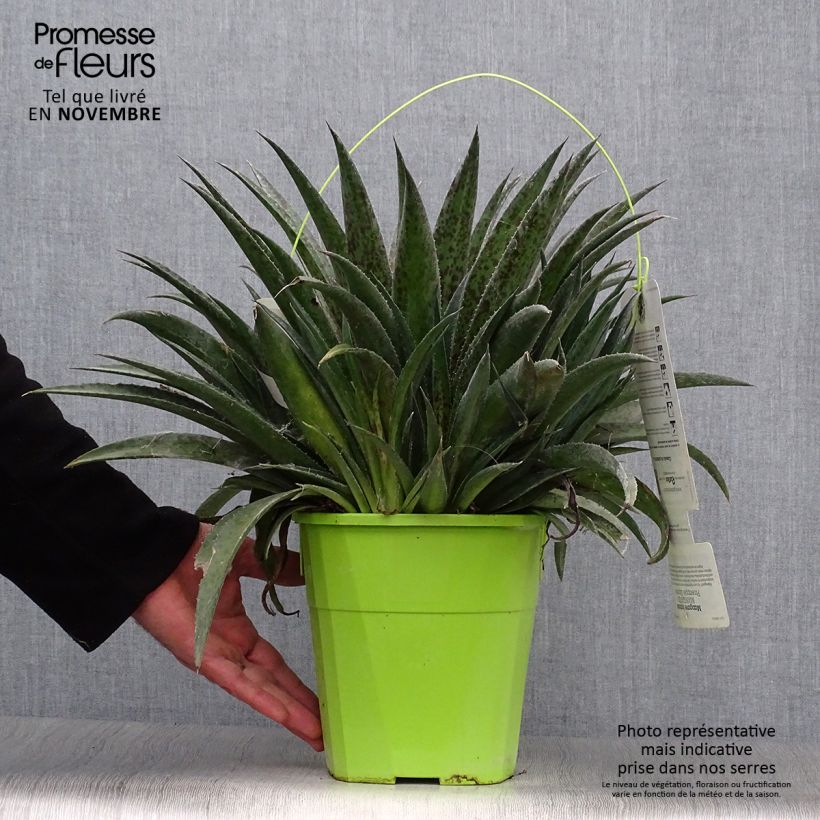 Spécimen de Mangave Mangavé Pineapple Express Pot de 3L/4L tel que livré en automne