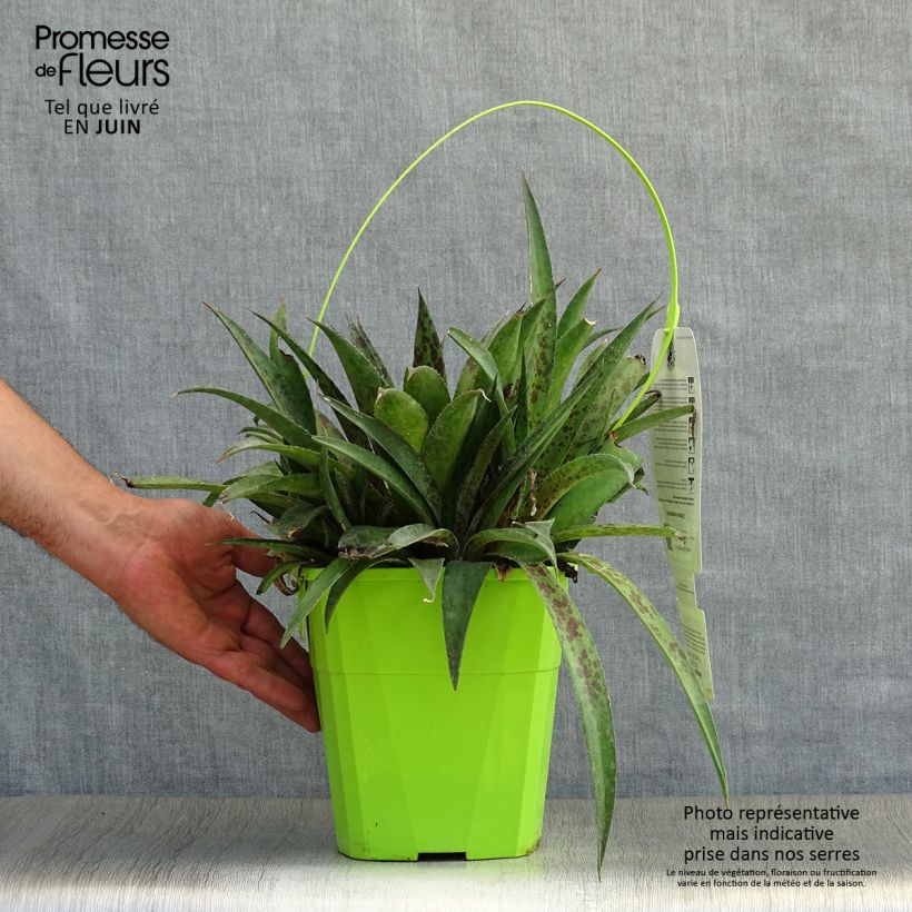 Spécimen de Mangave Mangavé Pineapple Express Pot de 3L/4L tel que livré en été