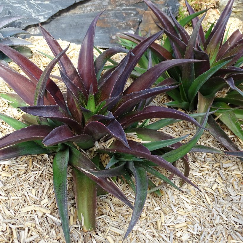 Mangave Mangavé Redwing (Plant habit)