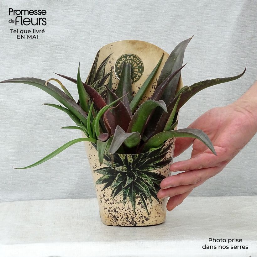 Example of Mangave Mangavé Redwing Pot de 1L/1,5L as you get in printemps