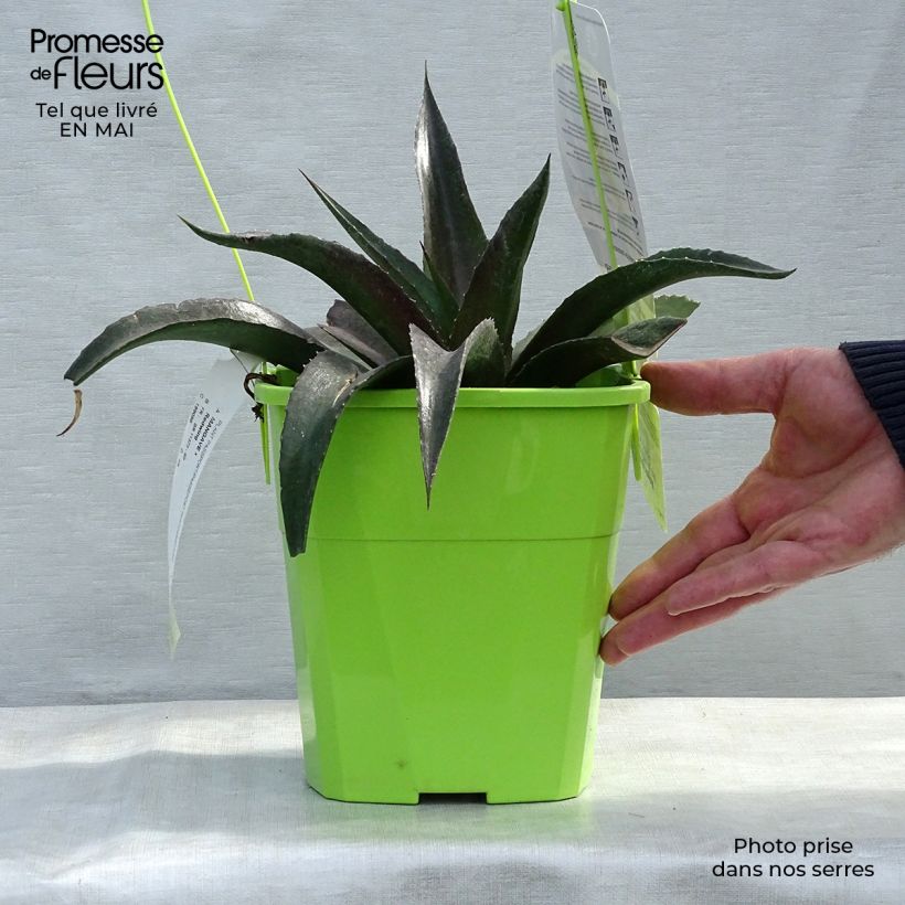 Example of Mangave Mangavé Redwing Pot de 3L/4L as you get in printemps