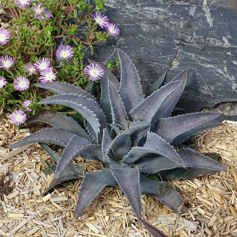 Mangave Mangavé Silver Fox (Plant habit)