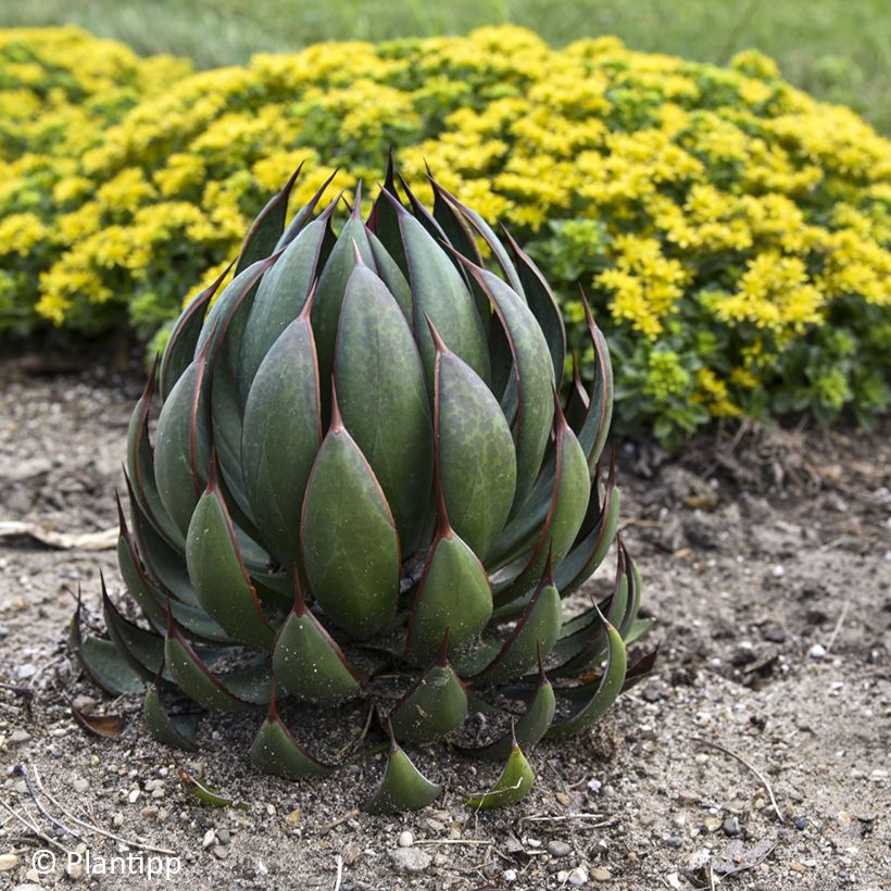 Mangave Praying Hands (Plant habit)