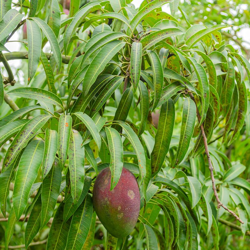 Manguier Irwin - Mangifera indica (Foliage)