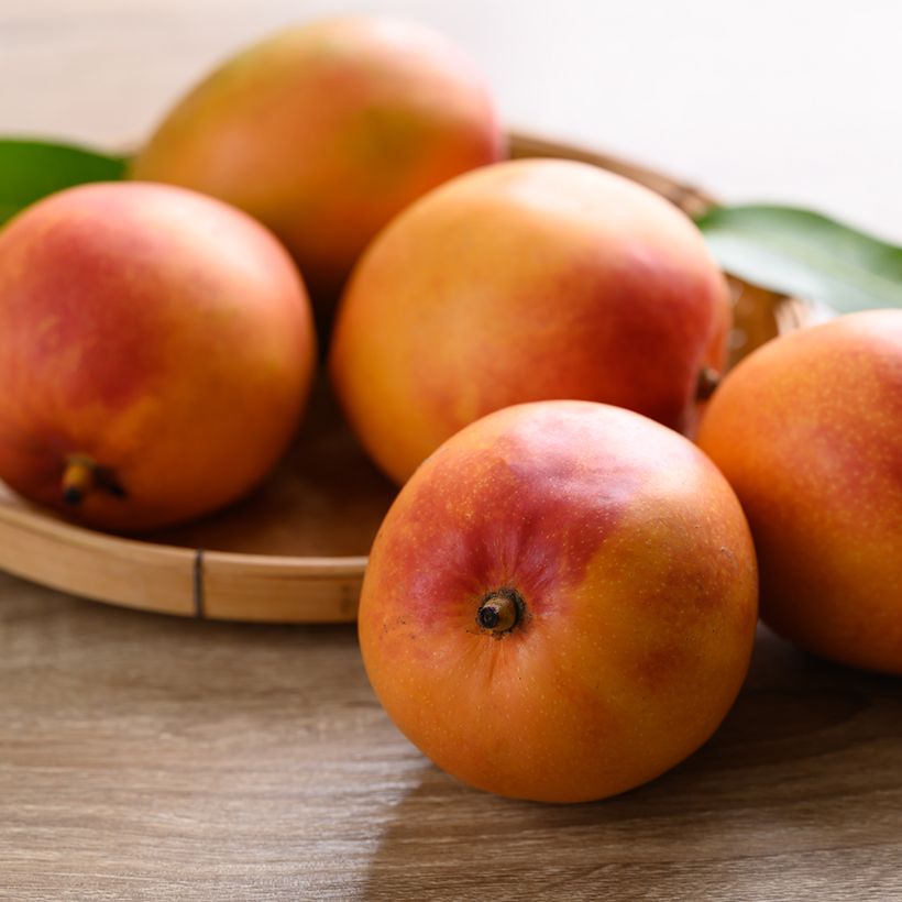 Manguier Tommy Atkins - Mangifera indica (Harvest)
