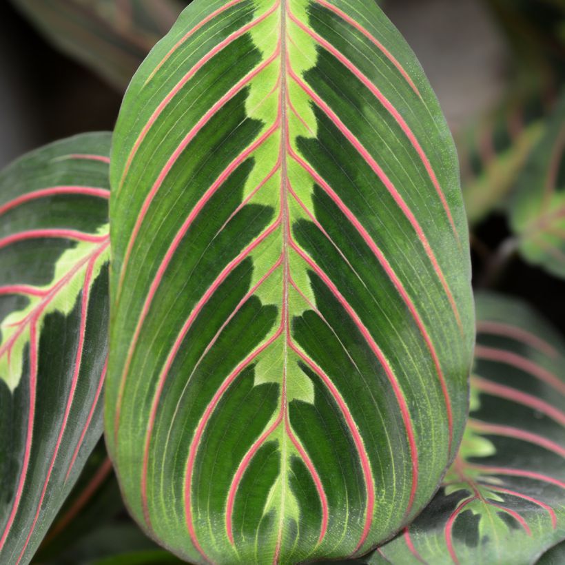 Maranta Tricolor Fascinator - Plante qui prie (Feuillage)