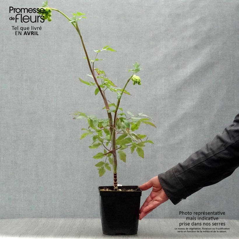 Spécimen de Mathiasella bupleuroides Green Dream Pot de 3L/4L tel que livré au printemps