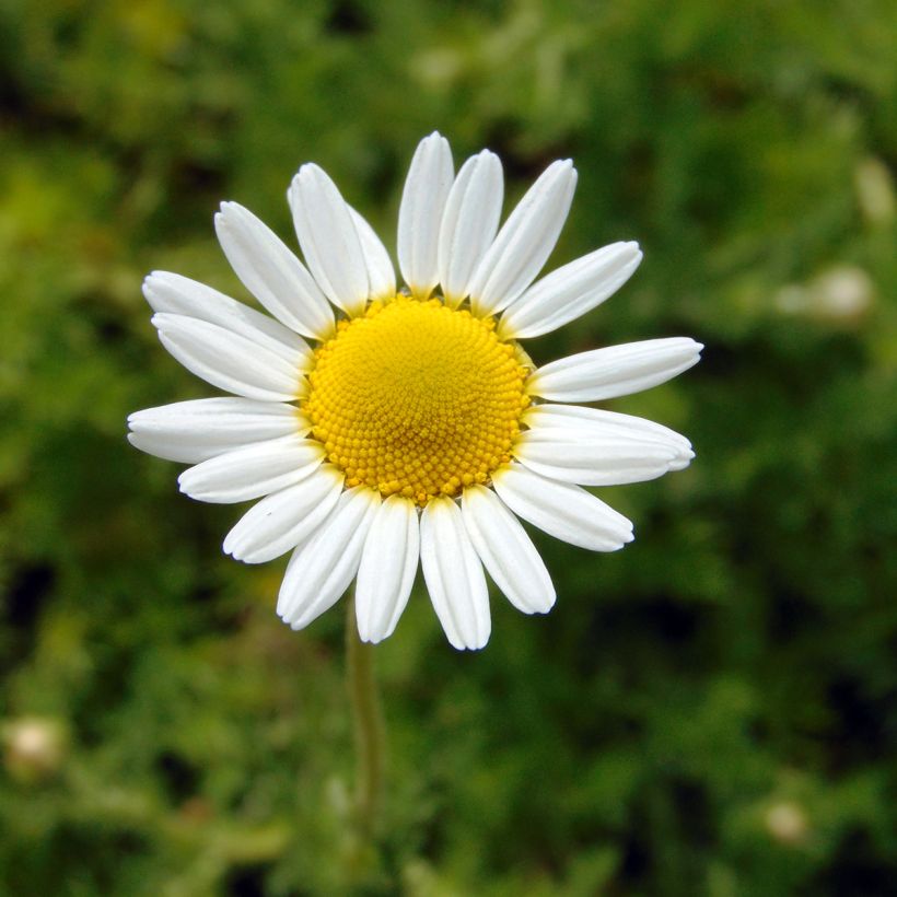 Matricaire romaine (Anthemis nobilis) - Camomille anglaise (Flowering)
