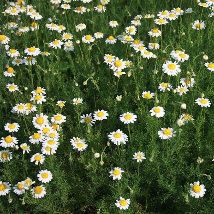Matricaire romaine (Anthemis nobilis) - Camomille anglaise (Plant habit)