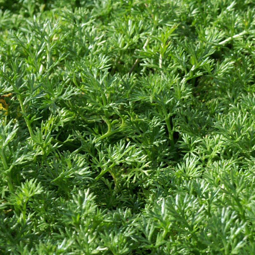 Matricaria tchihatchewii - Pyrèthre gazonnant (Foliage)