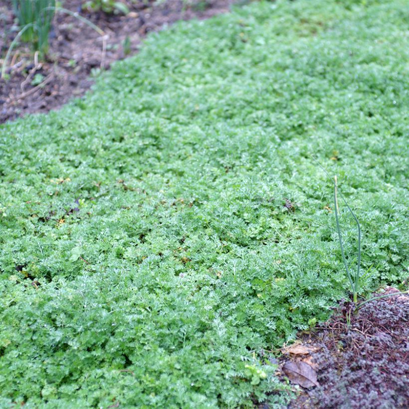 Matricaria tchihatchewii - Pyrèthre gazonnant (Plant habit)