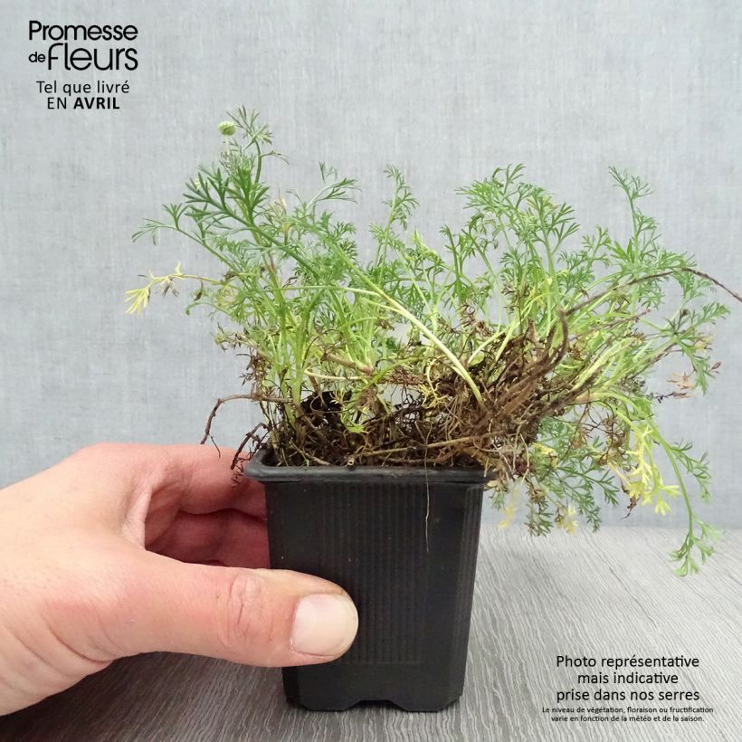 Example of Matricaria tchihatchewii - Pyrèthre gazonnant Godet de 8/9 cm as you get in printemps