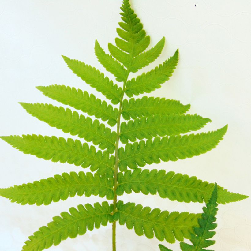 Matteuccia orientalis - Fougère plume d'autruche orientale (Foliage)