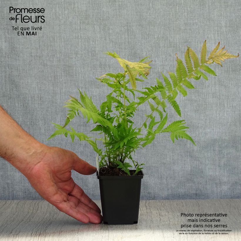 Example of Matteuccia pensylvanica -  Fougère allemande Godet de 8/9 cm as you get in printemps