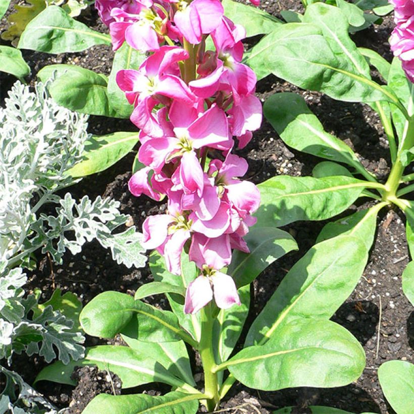 Giroflée quarantaine - Matthiola incana (Plant habit)