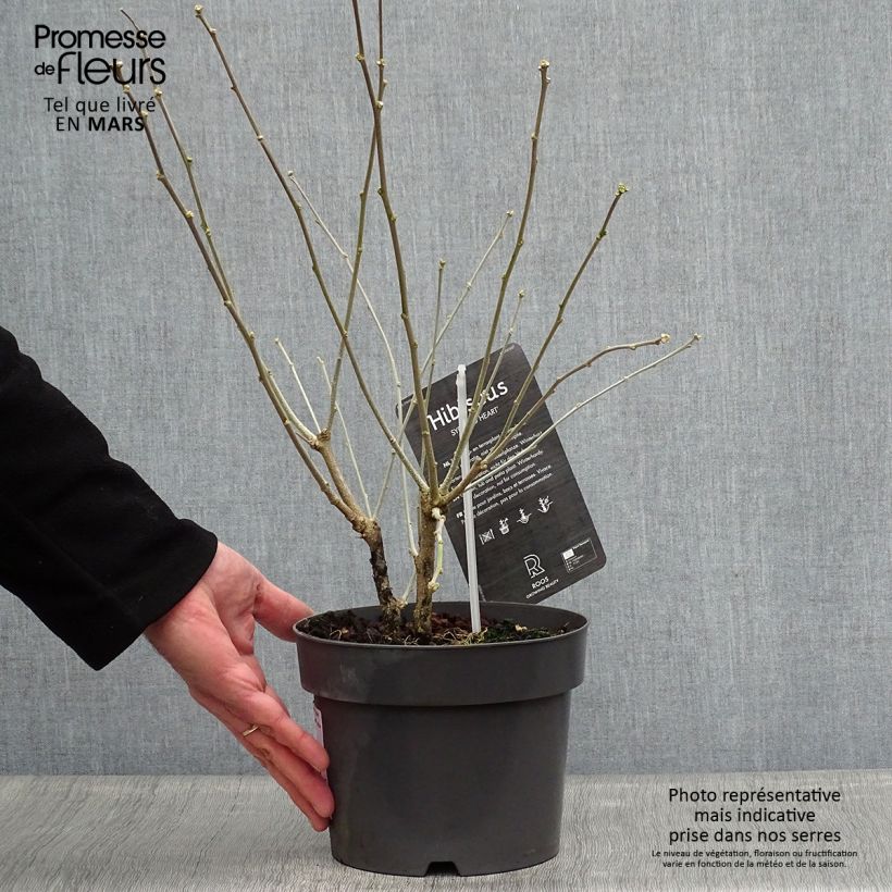 Example of Hibiscus syriacus Red Heart - Mauve en arbre Pot de 3L/4L as you get in printemps