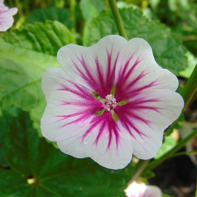 Mauve sylvestre - Malva sylvestris (Flowering)