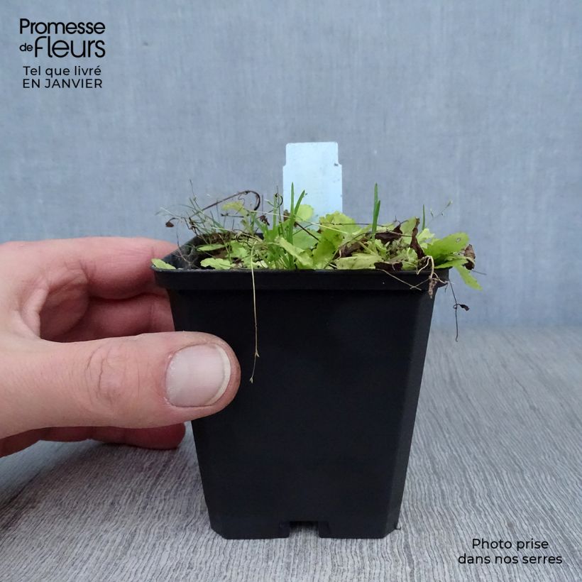 Spécimen de Mazus miquelii Godet de 8/9 cm tel que livré en hiver