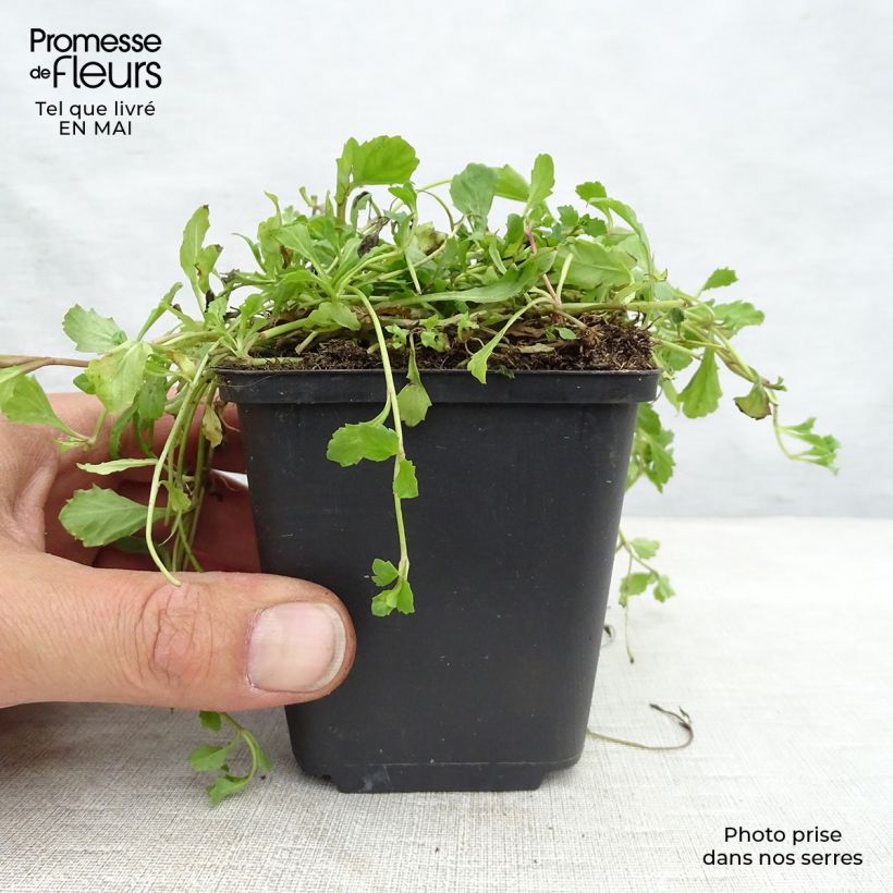 Example of Mazus reptans Godet de 8/9 cm as you get in printemps