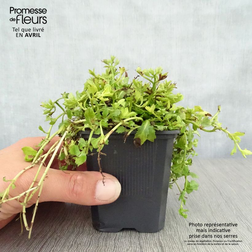 Example of Mazus reptans Albus - Mazus rampant Godet de 8/9 cm as you get in printemps