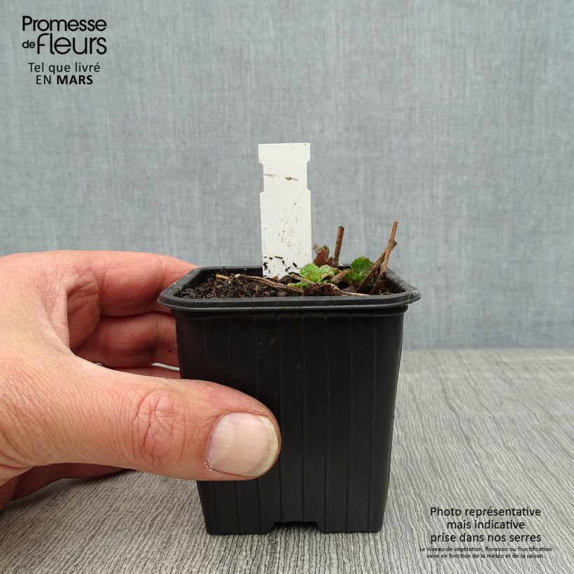 Spécimen de Meehania urticifolia Japan Blau Godet de 8/9 cm tel que livré au printemps