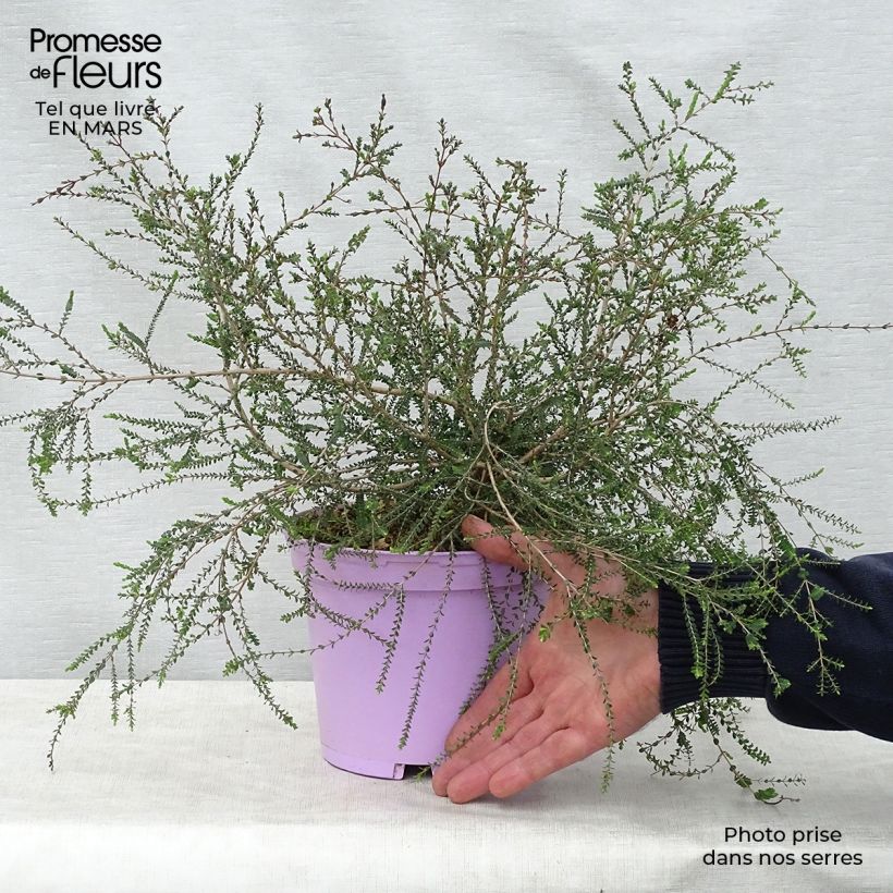 Example of Melaleuca gibbosa Pot de 2L/3L as you get in printemps