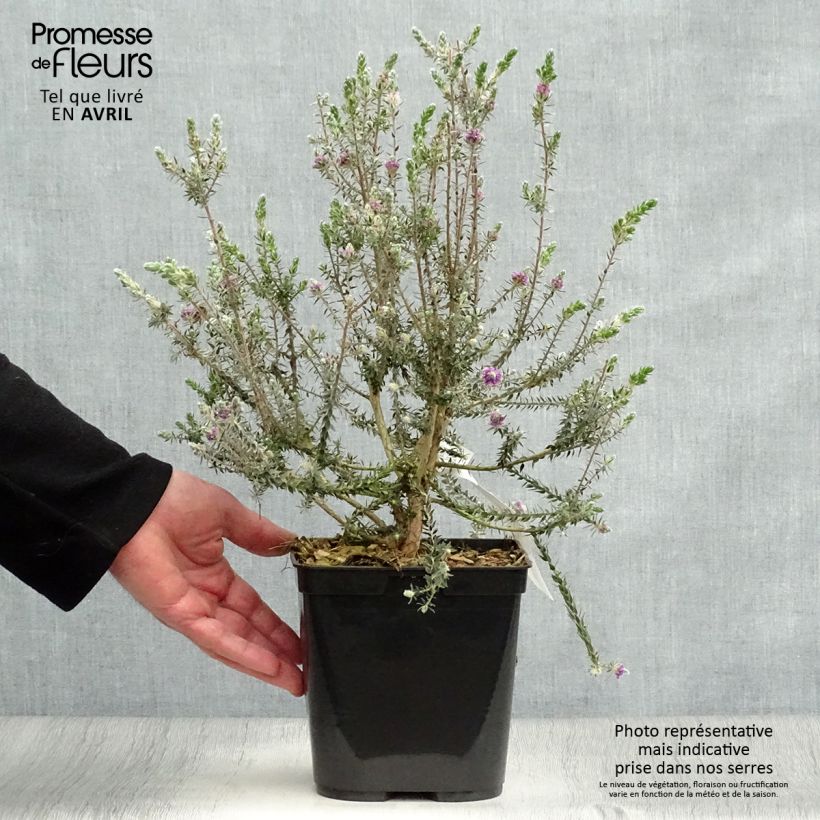 Example of Melaleuca squamea - cajeputier squameux Pot de 3L/4L as you get in printemps