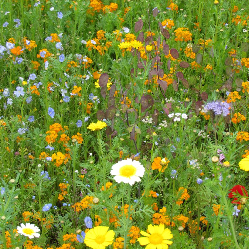 Mélange pour prendre soin des oiseaux (Port)