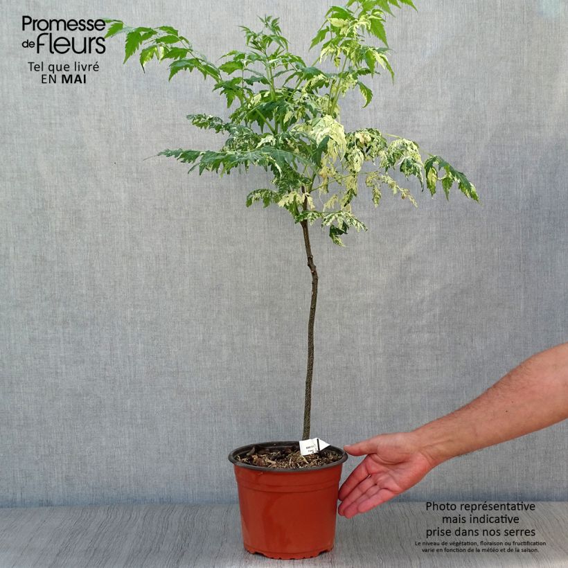 Example of Melia azedarach Jade Snowflake - Margousier panaché Pot de 2L/3L as you get in printemps