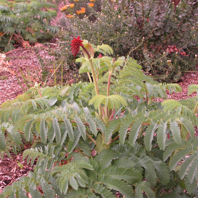 Melianthus major - Grande mélianthe (Plant habit)