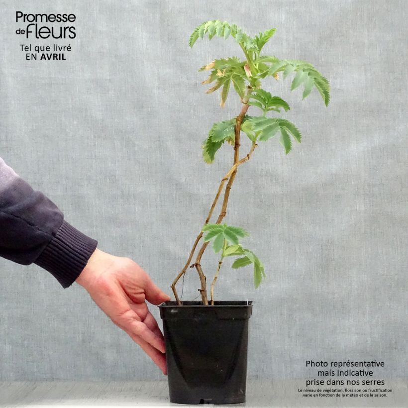 Example of Melianthus major - Grande mélianthe Pot de 2L/3L as you get in printemps