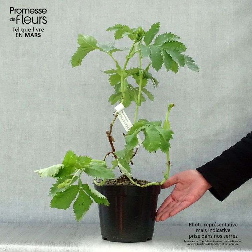 Example of Melianthus major - Grande mélianthe Pot de 3L/4L as you get in printemps