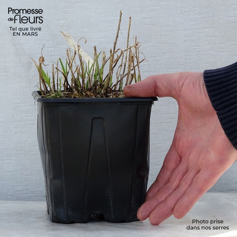 Example of Melica altissima Atropurpurea - Mélique élevée Pot de 2L/3L as you get in printemps