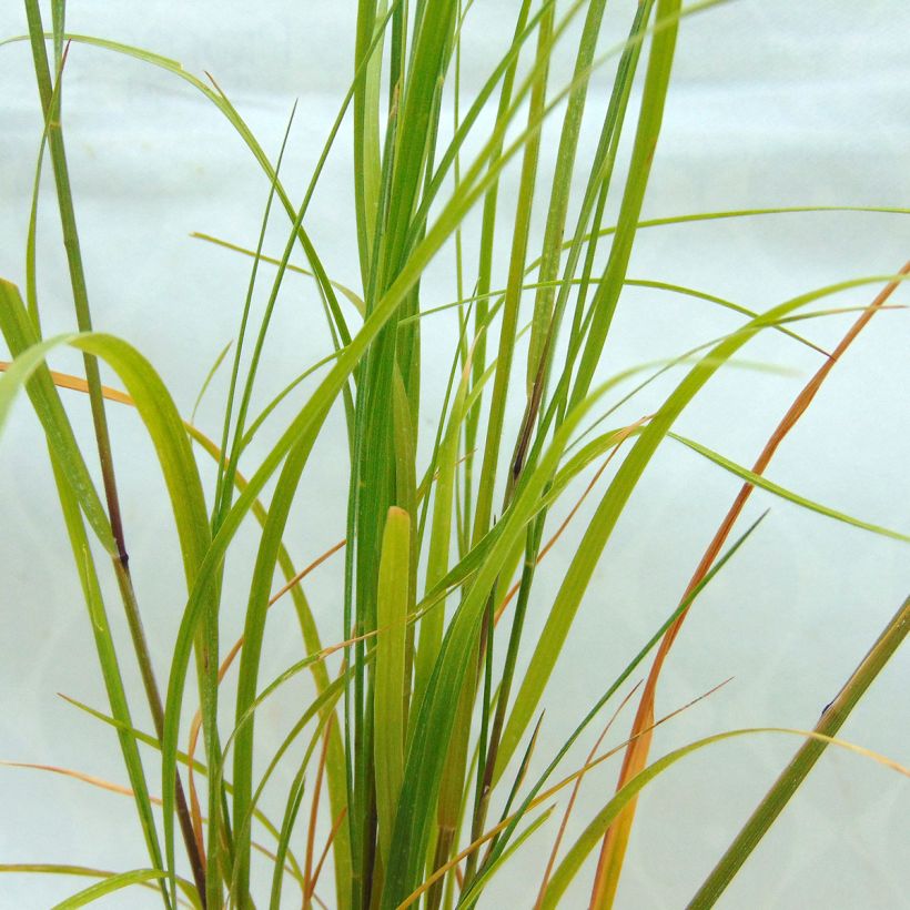 Melica ciliata - Mélique ciliée (Foliage)