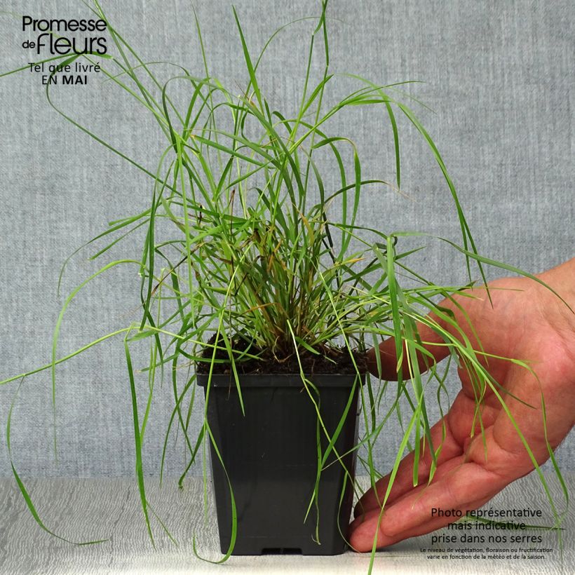 Example of Melica ciliata - Mélique ciliée Godet de 8/9 cm as you get in printemps