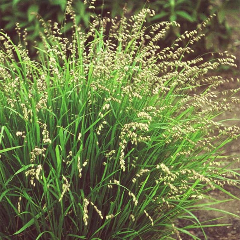 Melica nutans - Mélique penchée (Plant habit)