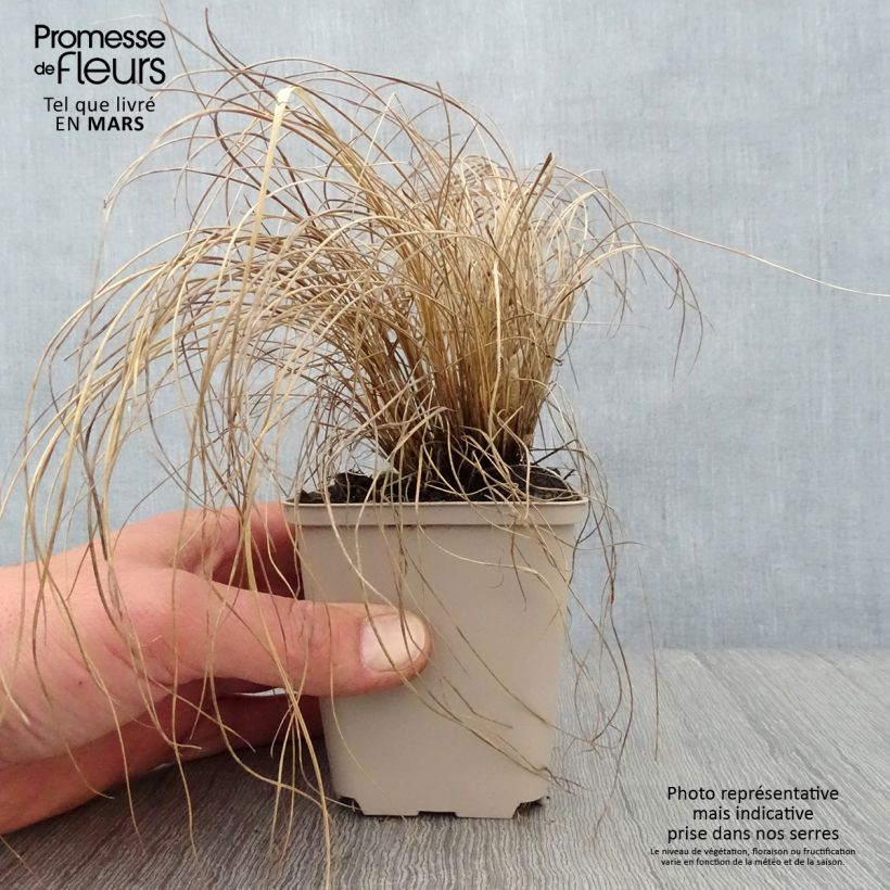 Spécimen de Melinis nerviglumis - Graminée vivace Godet de 8/9 cm tel que livré au printemps