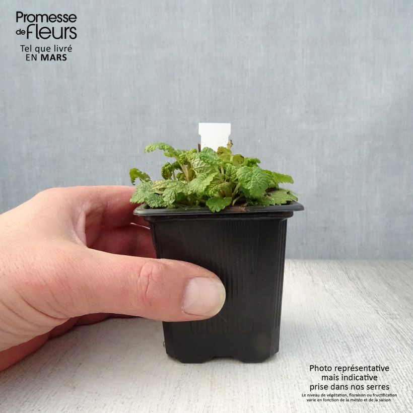 Example of Mélisse, Melissa officinalis Aurea Godet de 8/9 cm as you get in printemps