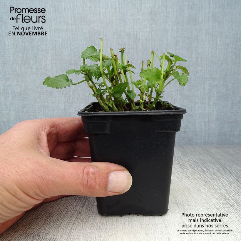 Spécimen de Mélisse citronnelle  Godet de 8/9 cm tel que livré en automne