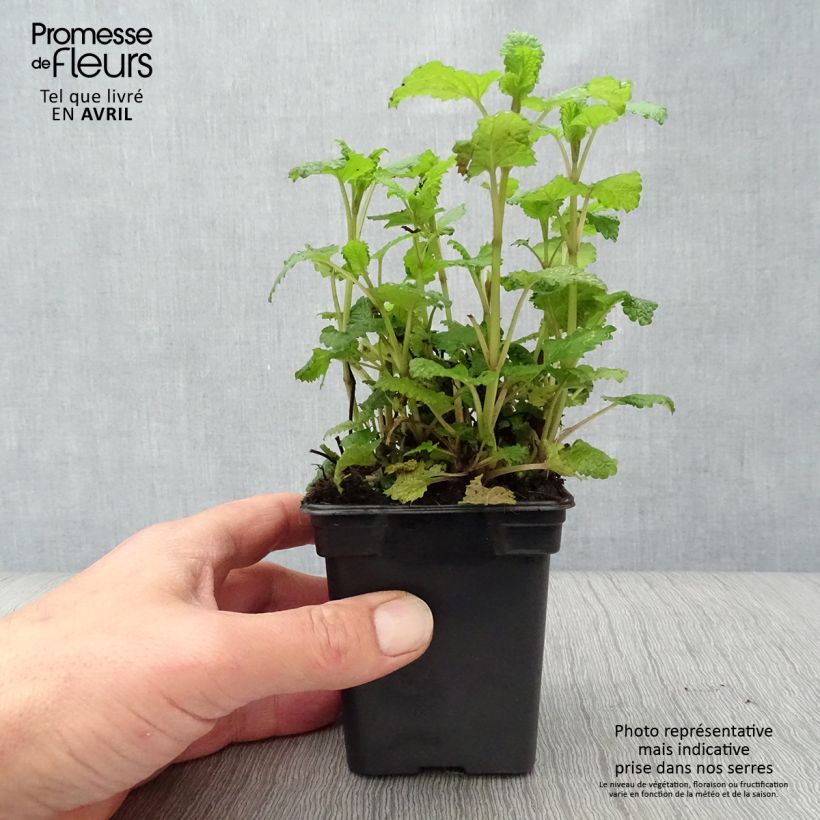 Spécimen de Mélisse citronnelle en plants tel que livré au printemps